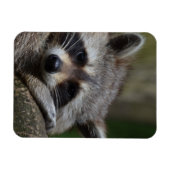 Magnet Flexible Raccoon (Horizontal)