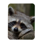 Magnet Flexible Raccoon (Vertical)