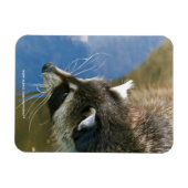 Magnet Flexible Raccoon (Horizontal)