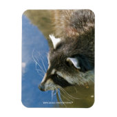 Magnet Flexible Raccoon (Vertical)