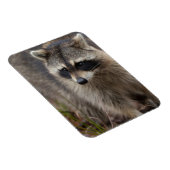 Magnet Flexible Raccoon, Lotor Procyon, Floride (Côté Droit)