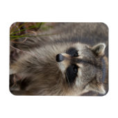Magnet Flexible Raccoon, Lotor Procyon, Floride (Horizontal)