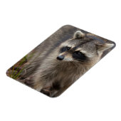 Magnet Flexible Raccoon, Lotor Procyon, Floride (Côté Gauche)