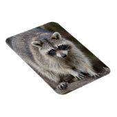 Magnet Flexible Raccoon, Procyon lotor, Floride, USA 2 (Côté Droit)