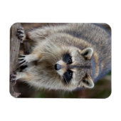Magnet Flexible Raccoon, Procyon lotor, Floride, USA 2 (Horizontal)