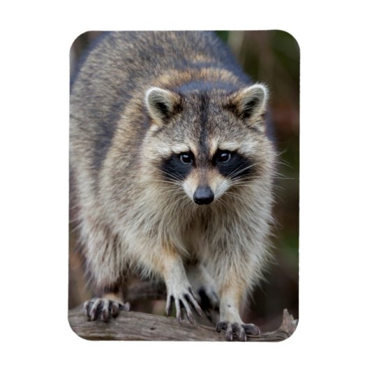 Magnet Flexible Raccoon, Procyon lotor, Floride, USA 2 (Vertical)