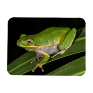Magnet Flexible Rainette verte (Hyla cinerea) 2
