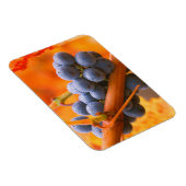 Magnet Flexible Raisin de vigne dans le vignoble (Côté Droit)