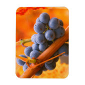 Magnet Flexible Raisin de vigne dans le vignoble (Vertical)