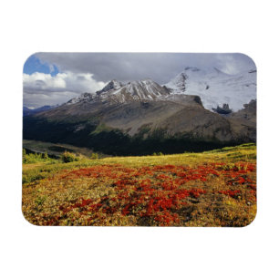 Magnet Flexible Raisin d'ours au début de l'automne Athabasca Peak