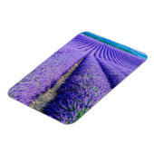 Magnet Flexible Rangées de Lavande, Provence, France (Côté Gauche)