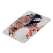 Magnet Flexible Raptor 2001 (Côté Gauche)