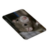 Magnet Flexible Rat curieux (Côté Droit)
