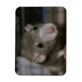 Magnet Flexible Rat curieux (Vertical)