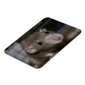 Magnet Flexible Rat curieux (Côté Gauche)