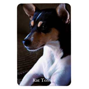 Magnet Flexible Rat Terrier