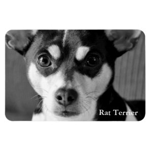 Magnet Flexible Rat Terrier, noir et blanc,