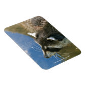 Magnet Flexible Raton laveur (Côté Droit)