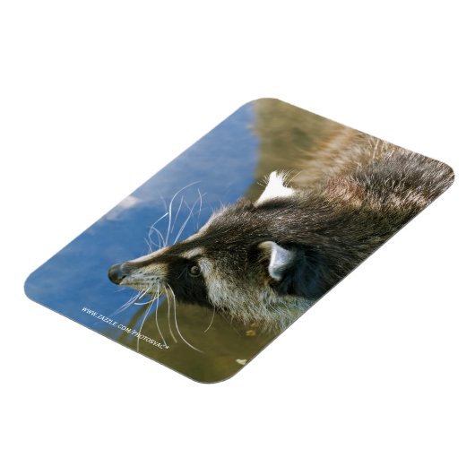 Magnet Flexible Raton laveur (Côté Gauche)