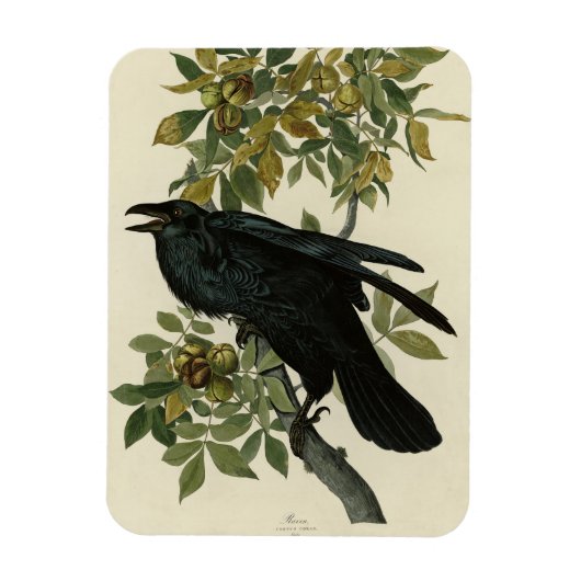 Magnet Flexible Raven (Vertical)