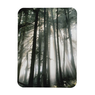 Magnet Flexible Rayons de soleil filtrant à travers les arbres, Mo