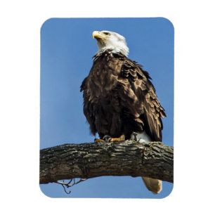 Magnet Flexible Recherche