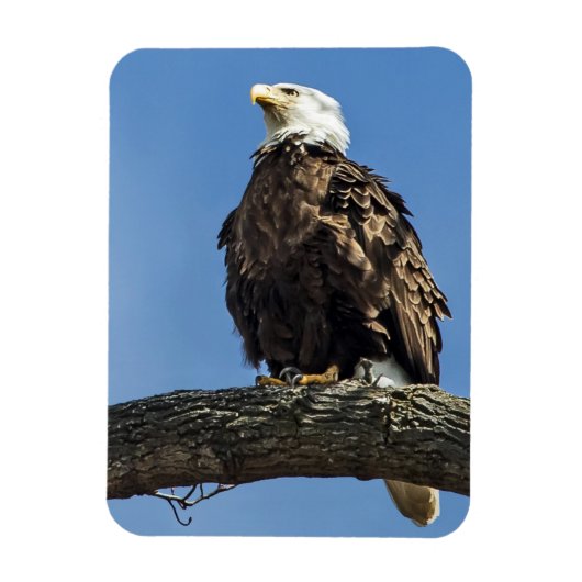 Magnet Flexible Recherche (Vertical)