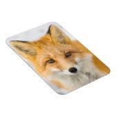 Magnet Flexible Red Fox Portrait (Côté Droit)
