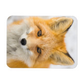 Magnet Flexible Red Fox Portrait (Horizontal)