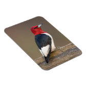 Magnet Flexible Red-headed Woodpecker on fence (Côté Droit)