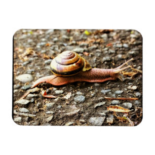 Magnet Flexible Red Snail on the Ground