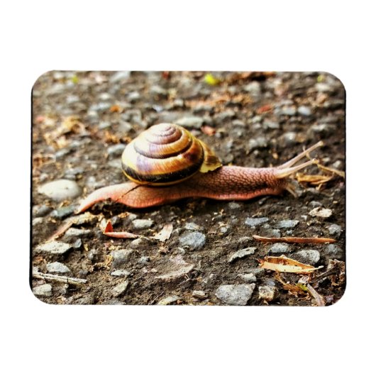 Magnet Flexible Red Snail on the Ground (Horizontal)