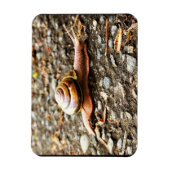 Magnet Flexible Red Snail on the Ground (Vertical)