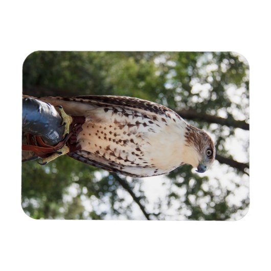 Magnet Flexible Red-Tailed Hawk (Horizontal)
