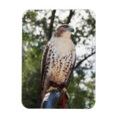 Magnet Flexible Red-Tailed Hawk (Vertical)