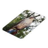 Magnet Flexible Red-Tailed Hawk (Côté Gauche)