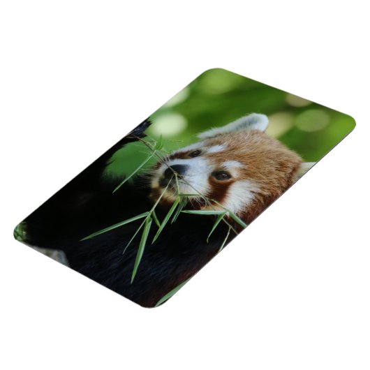 Magnet Flexible RedPanda 002 (Côté Gauche)