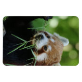 Magnet Flexible RedPanda 002 (Horizontal)