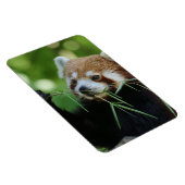 Magnet Flexible RedPanda 002 (Côté Droit)