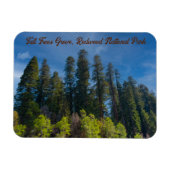 Magnet Flexible Redwood National Park Grove Tall Trees (Horizontal)