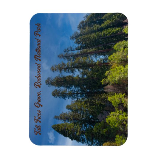 Magnet Flexible Redwood National Park Grove Tall Trees (Vertical)