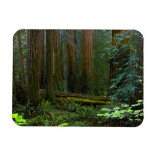 Magnet Flexible Redwoods Dans Le Parc National De Muir Woods