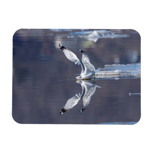 Magnet Flexible Réflexions de goélands (Horizontal)