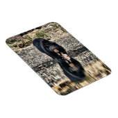 Magnet Flexible Réflexions de l'ours noir (Côté Droit)