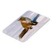 Magnet Flexible Réfrigérateur flexible Red Arctic Winter Fox (Côté Gauche)
