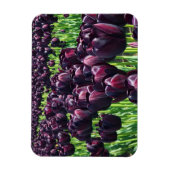 Magnet Flexible Reine des Tulips (Vertical)