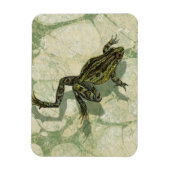 Magnet Flexible Remonter le crapaud dans l'eau (Vertical)