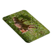 Magnet Flexible Renard (Côté Droit)