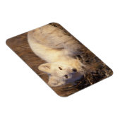 Magnet Flexible renard arctique, Alopex lagopus (Côté Droit)