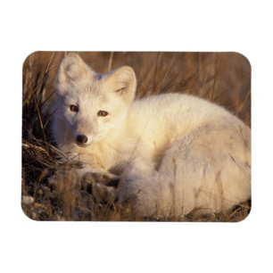 Magnet Flexible renard arctique, Alopex lagopus